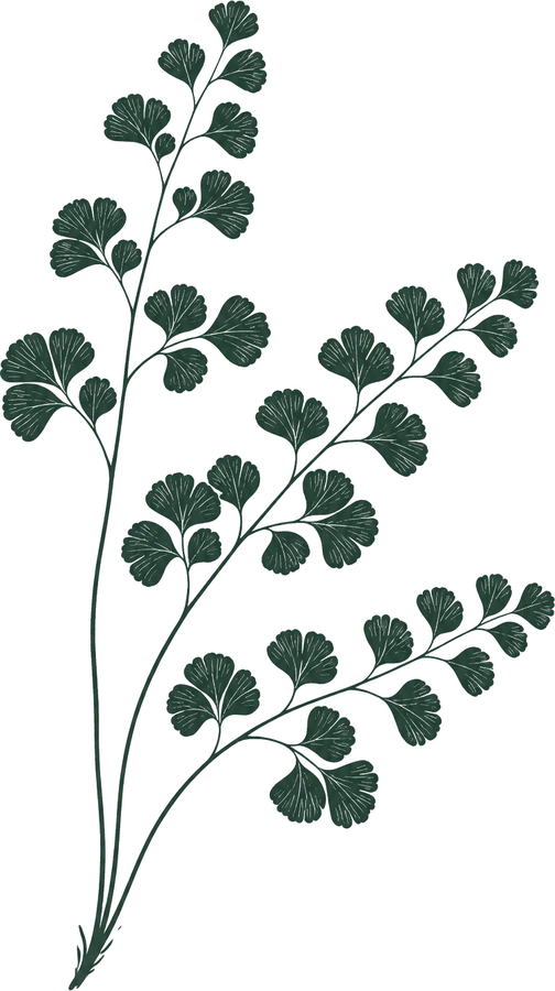Illustration of a maidenhair fern