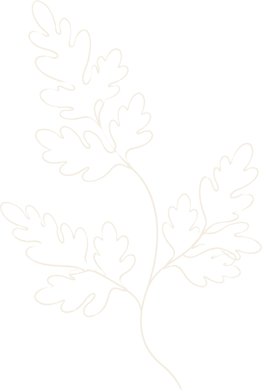 Line drawing of an oak fern