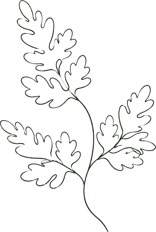 Line drawing of an oak fern