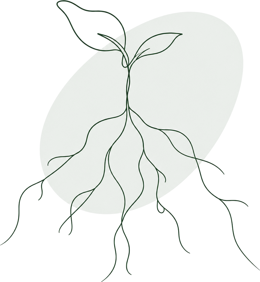 Line drawing of a seedling and its roots